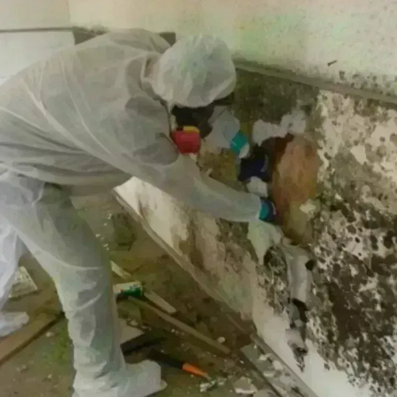 Mold Remediation and Removal in Camino, CA